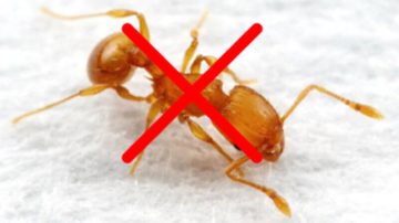 14 Cách diệt kiến trong nhà tận gốc mà không dùng hóa chất