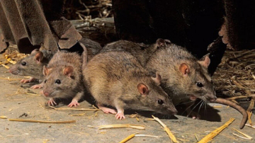 15 Cách phòng và diệt chuột hiệu quả ngay tại nhà