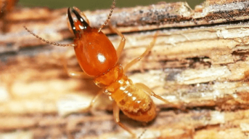 3 Cách diệt mối hiệu quả nhất tại nhà