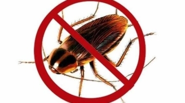 9 Cách diệt gián, đuổi gián đơn giản nhất và hiệu quả tức thì