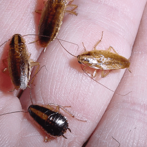 Diệt và phòng chống gián Đức