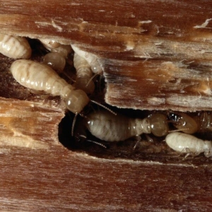 Diệt và phòng chống mối công trình đang sử dụng