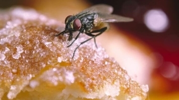 Những cách đuổi và diệt ruồi đơn giản tại nhà – Hiệu quả đến khó tin