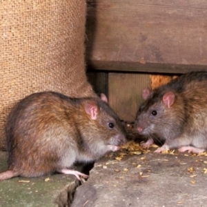 Phòng ngừa, tiêu diệt và kiểm soát chuột